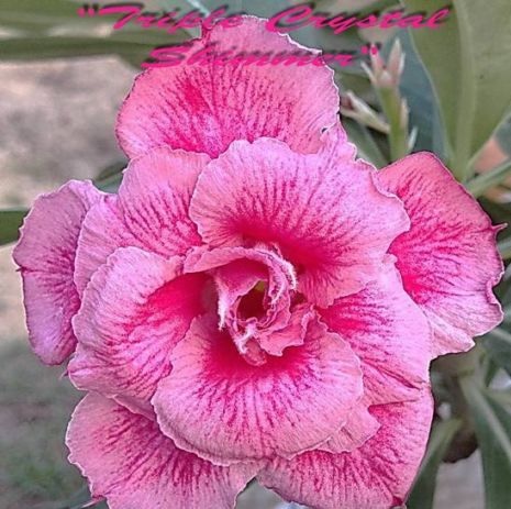 (image for) Adenium \'Triple Crystal Glimmer\' 5 Seeds